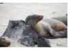 Galápagos Sea Lion- On Rocks 4
