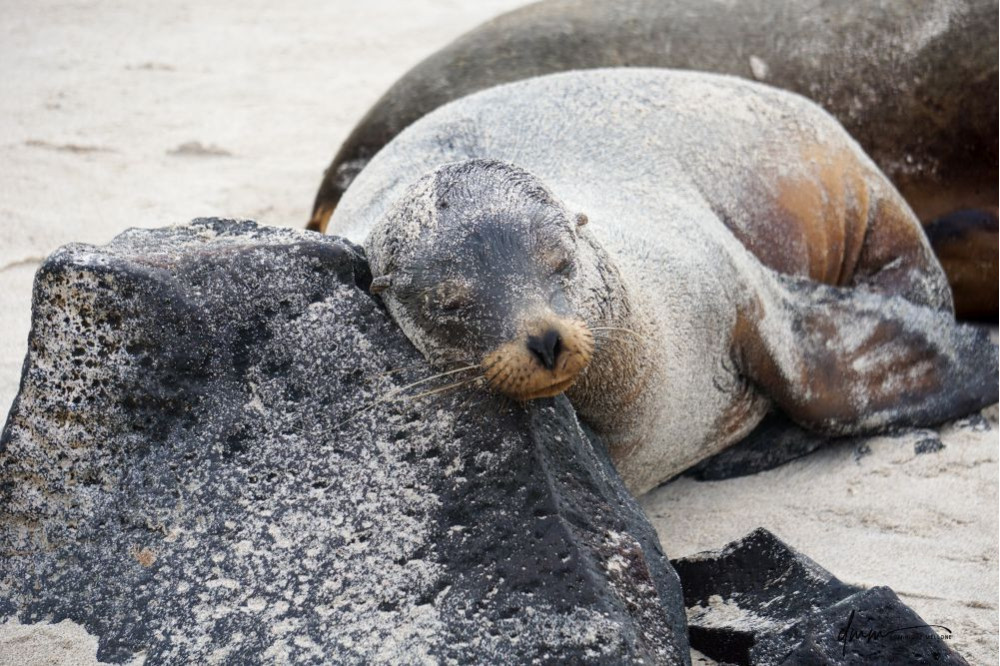 Galápagos Sea Lion- On Rocks 5