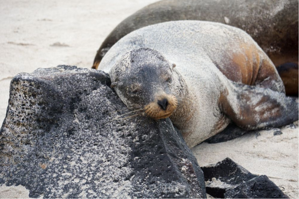Galápagos Sea Lion- On Rocks 5
