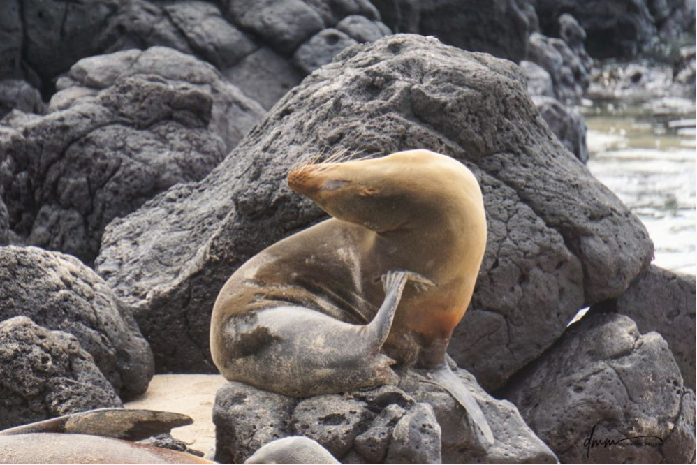 Galápagos Sea Lion- On Rocks 6