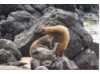 Galápagos Sea Lion- On Rocks 6