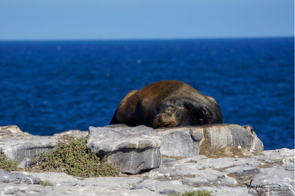 Galápagos Sea Lion- On Rocks 7