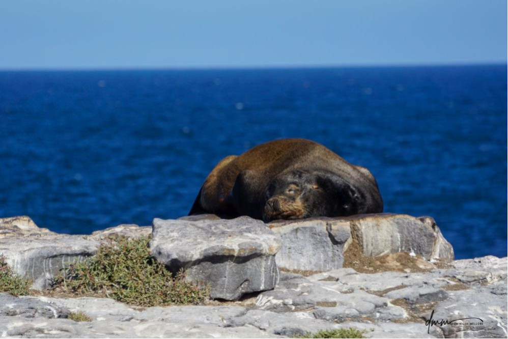Galápagos Sea Lion- On Rocks 7