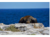 Galápagos Sea Lion- On Rocks 7