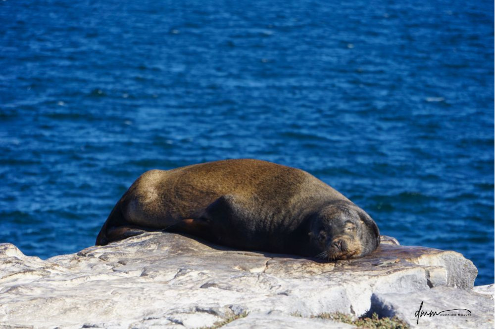 Galápagos Sea Lion- On Rocks 8