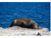 Galápagos Sea Lion- On Rocks 8