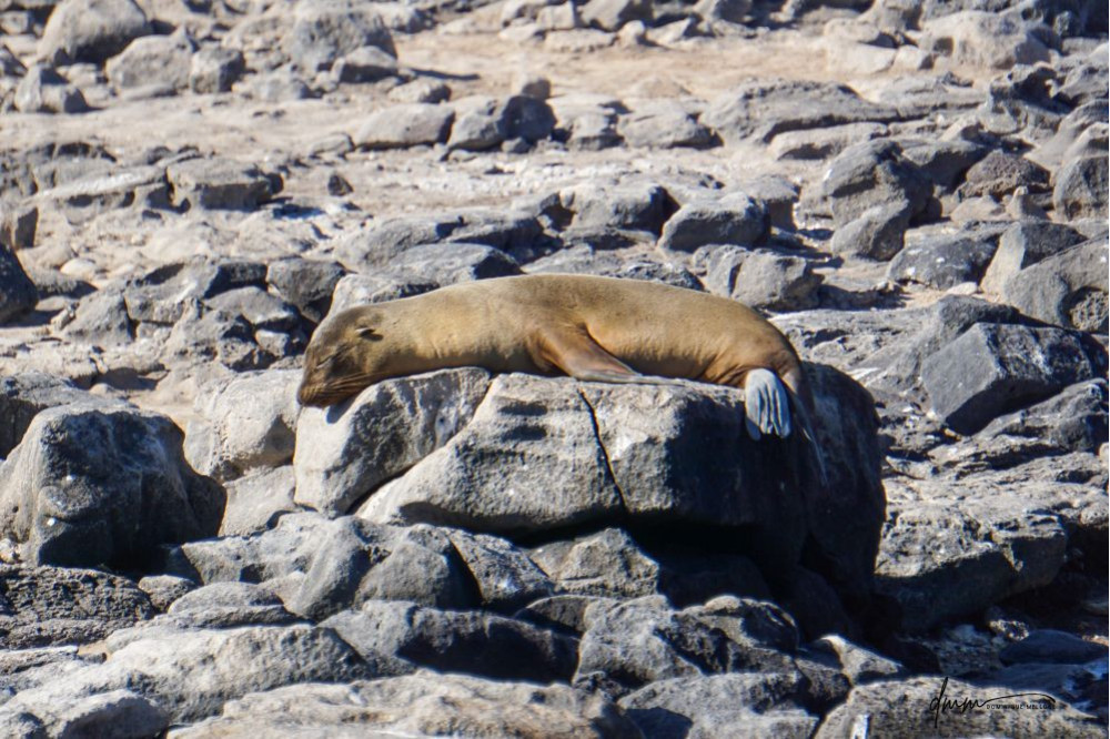 Galápagos Sea Lion- On Rocks 9