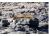Galápagos Sea Lion- On Rocks 9