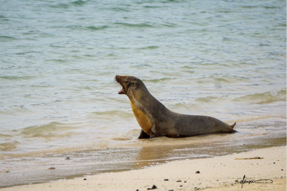Galápagos Sea Lion- Roar 1