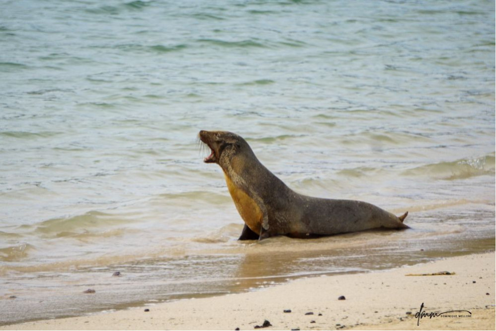 Galápagos Sea Lion- Roar 1