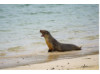 Galápagos Sea Lion- Roar 1
