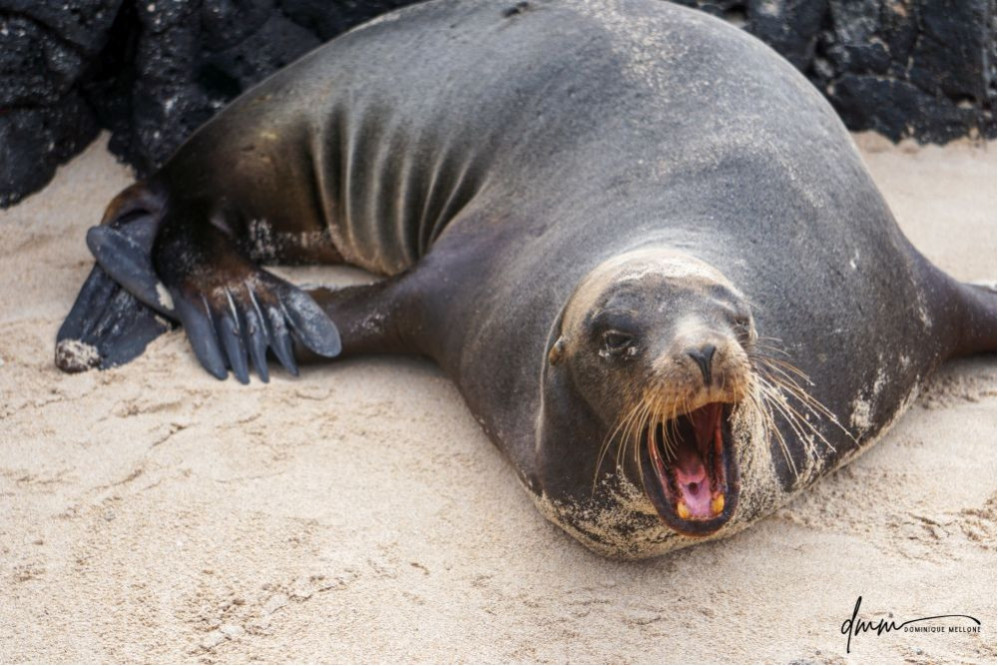 Galápagos Sea Lion- Roar 2