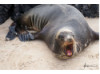Galápagos Sea Lion- Roar 2