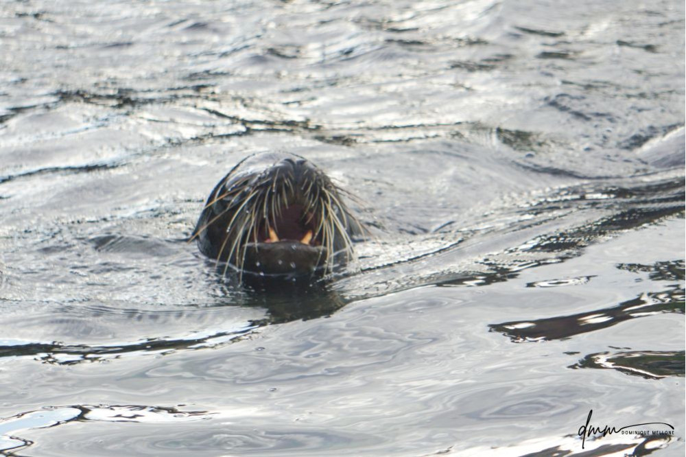 Galápagos Sea Lion- Roar 4