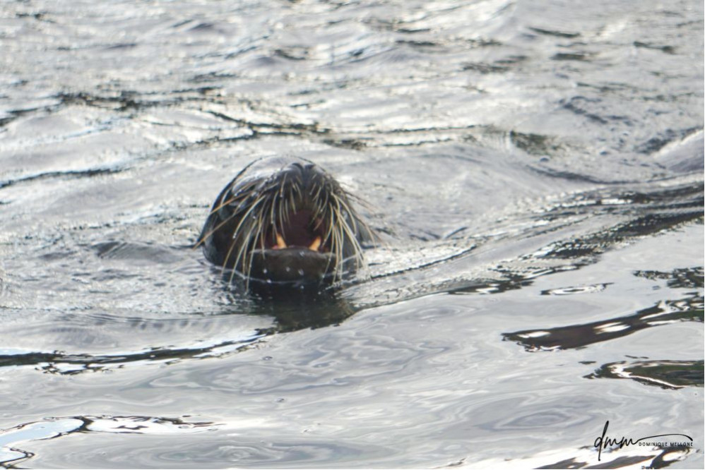 Galápagos Sea Lion- Roar 4