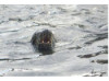 Galápagos Sea Lion- Roar 4