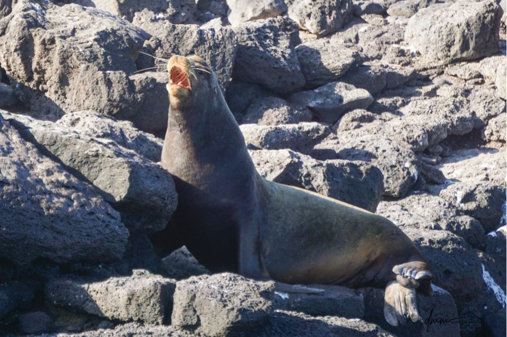 Galápagos Sea Lion- Roar 5