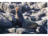 Galápagos Sea Lion- Roar 5