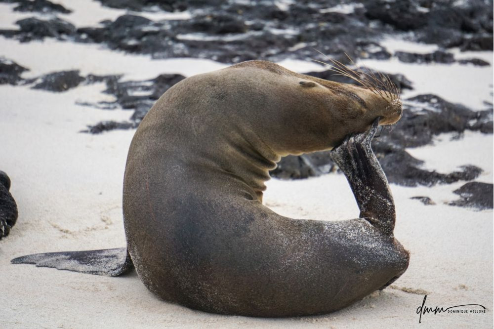 Galápagos Sea Lion- Scratching 1