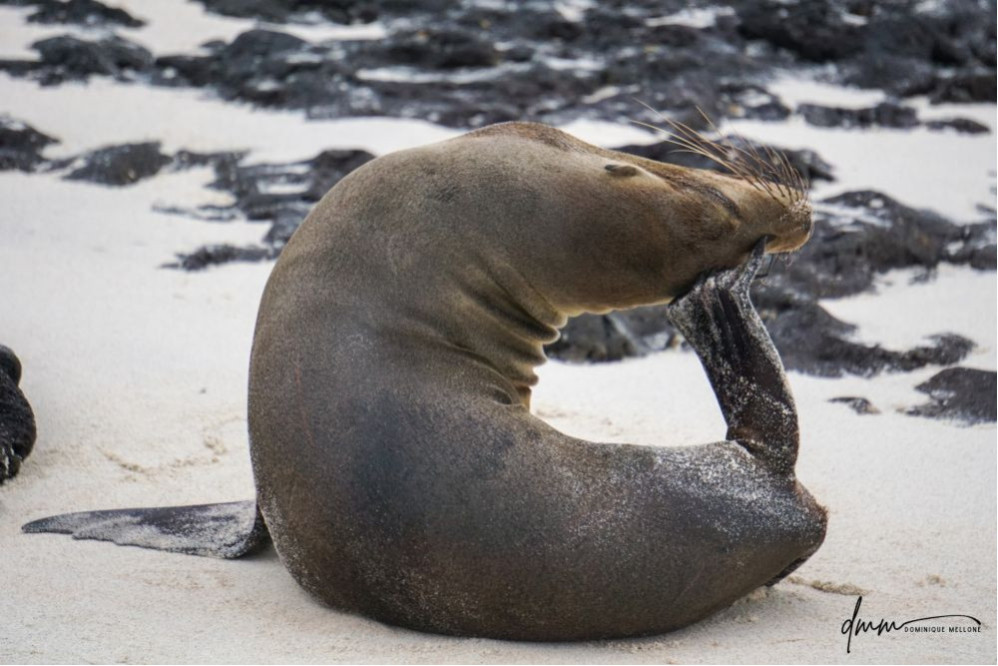 Galápagos Sea Lion- Scratching 1