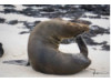 Galápagos Sea Lion- Scratching 1