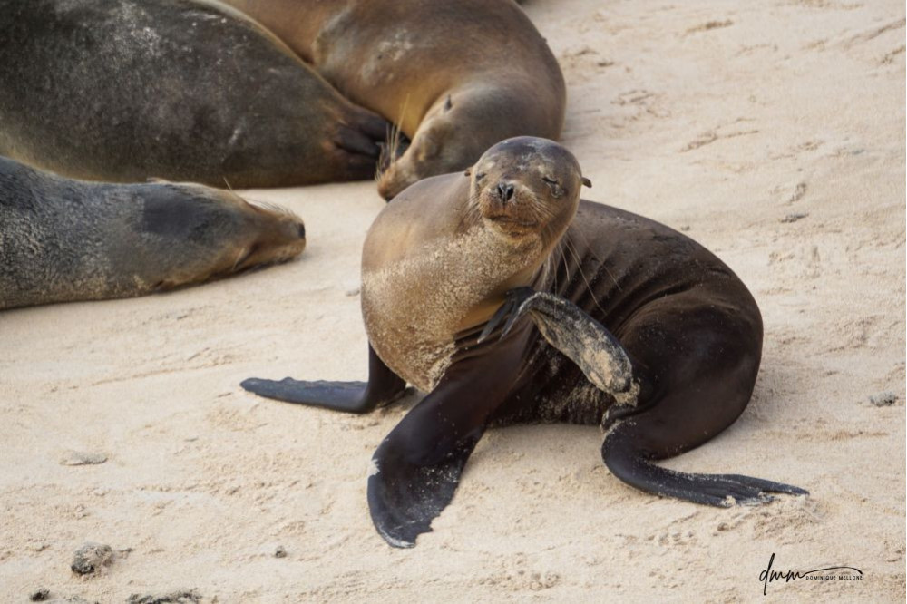Galápagos Sea Lion- Scratching 2