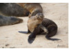 Galápagos Sea Lion- Scratching 2