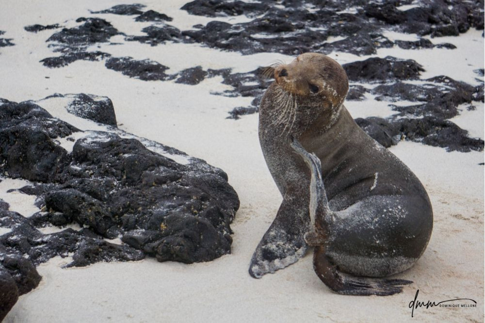 Galápagos Sea Lion- Scratching 3