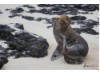Galápagos Sea Lion- Scratching 3