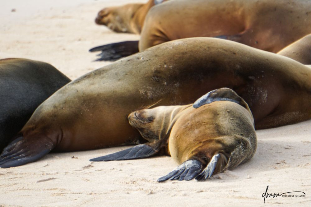 Galápagos Sea Lion- Sleeping Baby 1