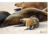 Galápagos Sea Lion- Sleeping Baby 1