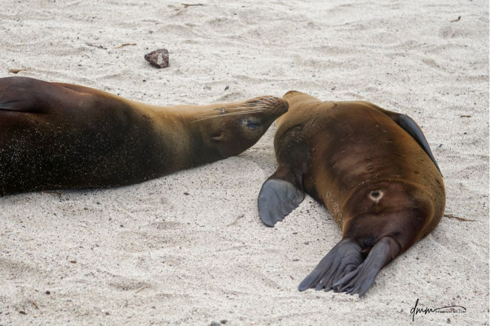 Galápagos Sea Lion- Sleeping Baby 2