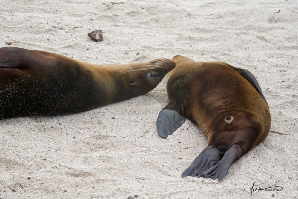 Galápagos Sea Lion- Sleeping Baby 2