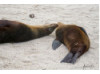 Galápagos Sea Lion- Sleeping Baby 2