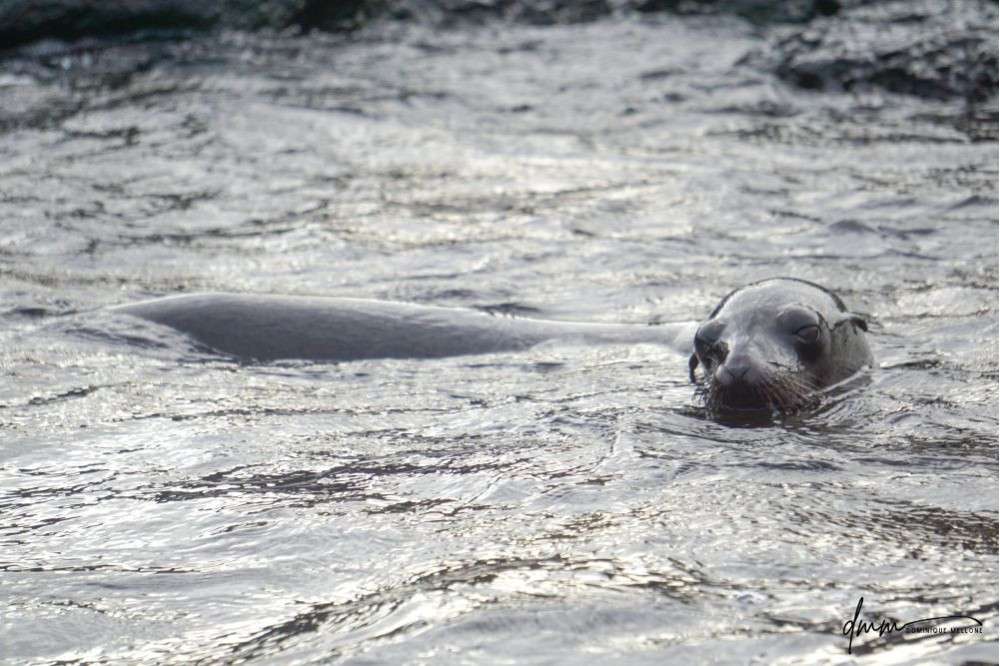 Galápagos Sea Lion- Swimming