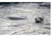 Galápagos Sea Lion- Swimming