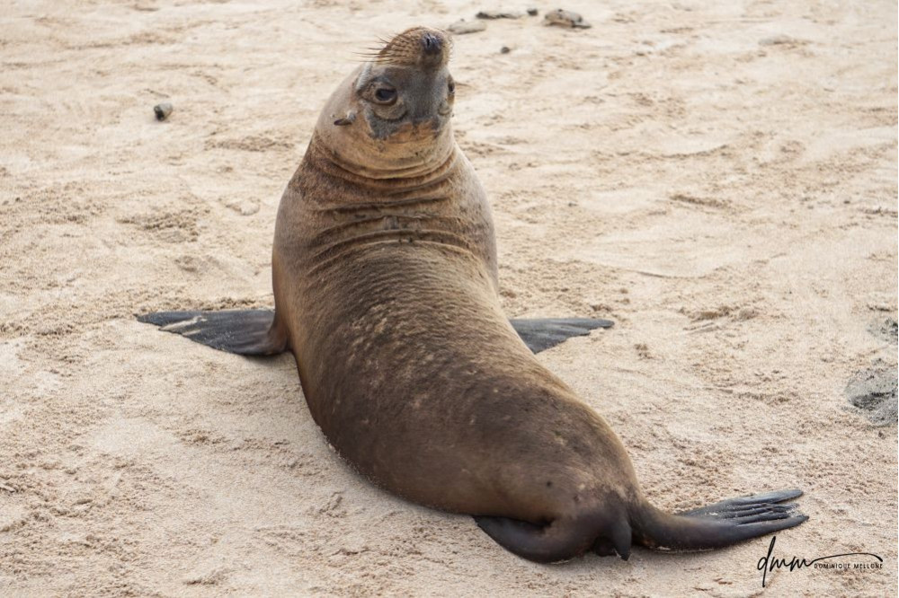 Galápagos Sea Lion- Upside Down 1