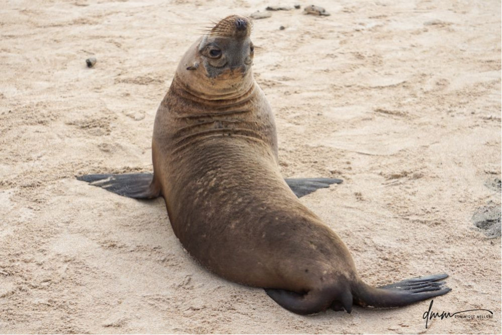 Galápagos Sea Lion- Upside Down 1