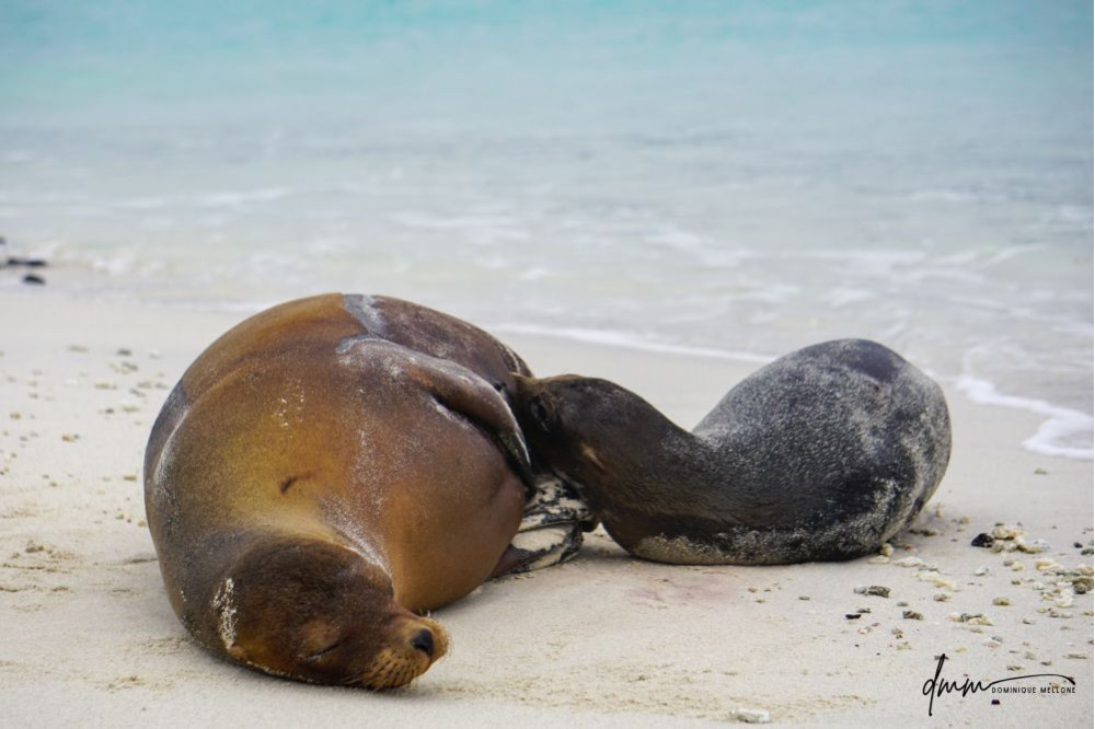 Galápagos Sea Lion- Baby Nursing 1