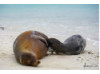 Galápagos Sea Lion- Baby Nursing 1
