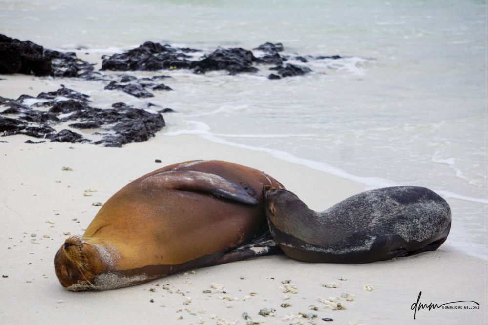 Galápagos Sea Lion- Baby Nursing 2
