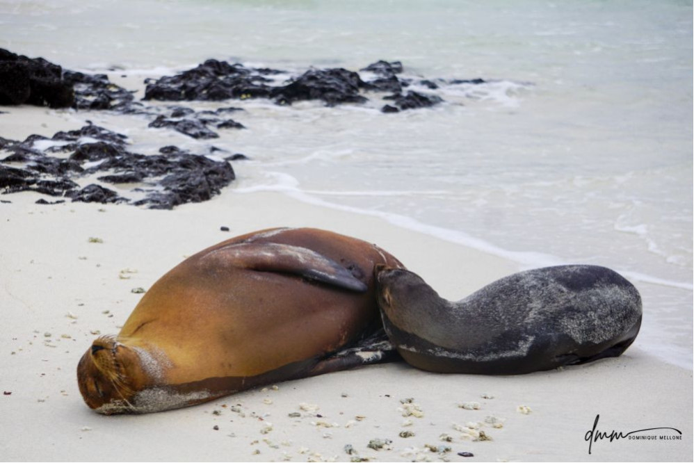 Galápagos Sea Lion- Baby Nursing 2