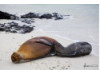 Galápagos Sea Lion- Baby Nursing 2