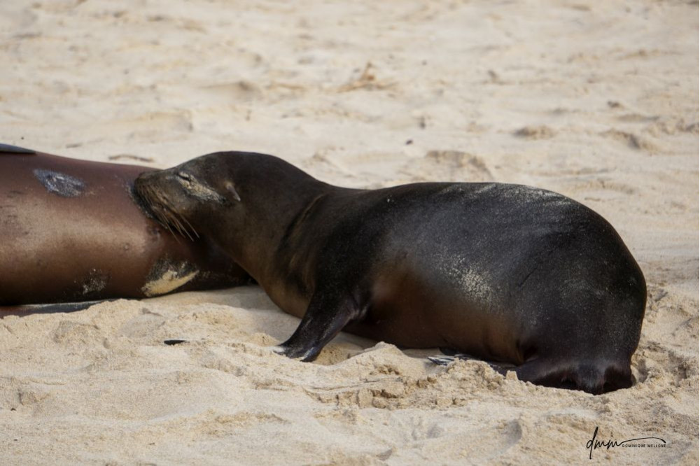 Galápagos Sea Lion- Baby Nursing 3