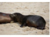 Galápagos Sea Lion- Baby Nursing 3