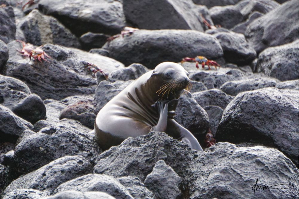 Galápagos Sea Lion- Baby on Rocks 2