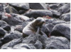 Galápagos Sea Lion- Baby on Rocks 2
