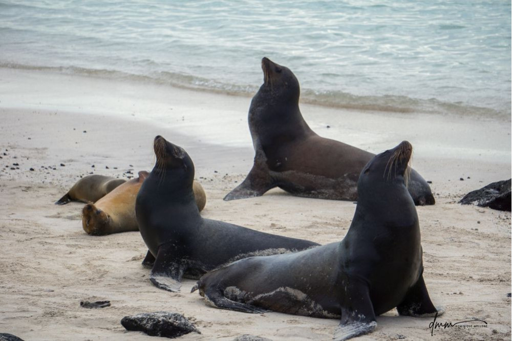 Galápagos Sea Lion- Group Posing 1