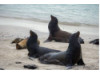 Galápagos Sea Lion- Group Posing 1