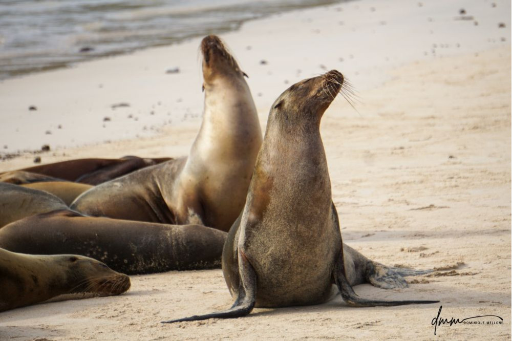 Galápagos Sea Lion- Group Posing 2